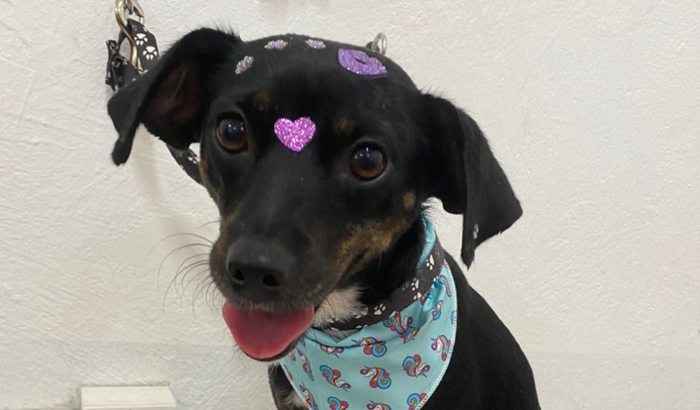 Ajude a neguinha no tratamento da cinomose