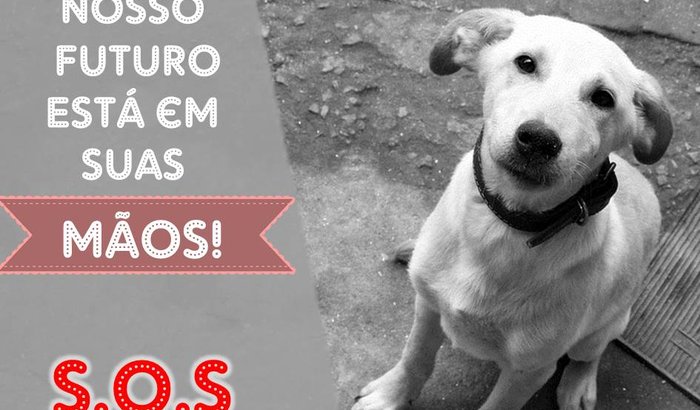 Ajude os animais do Projeto Acolher