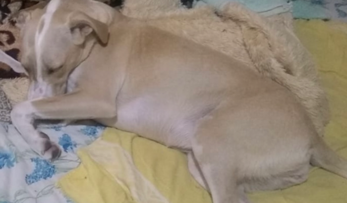 Ajuda para o tratamento de cinomose da Mel