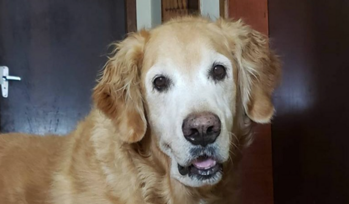 Meu filho Dexter precisa da ajuda de vcs ❤