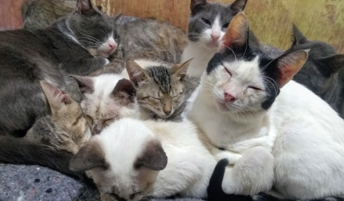 Cuido Mãe com câncer, não posso trabalhar, preciso ração dos 24 gatos que temos resgatados das ruas