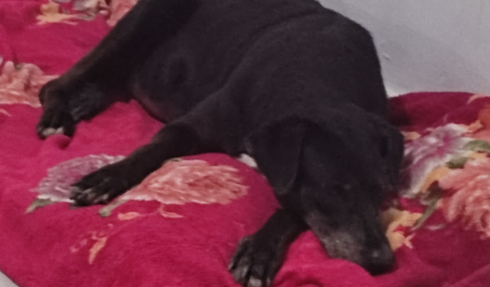 Ajude-me com os medicamentos pro coração da Pantera.