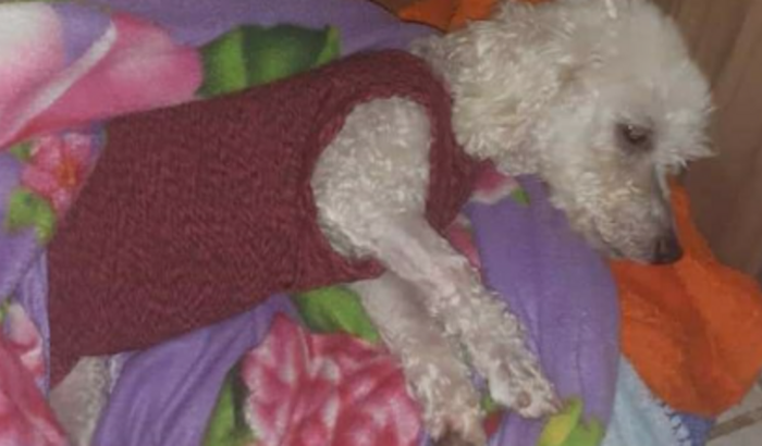 Tita precisa de ajuda URGENTE para sobreviver