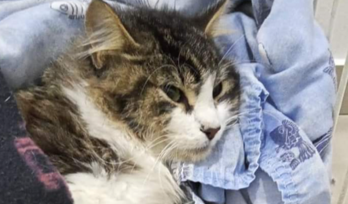 Ajude a Salvar Meu gatinho. 