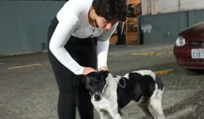 Ajudar meu dog