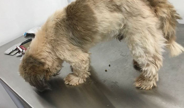 Ajude o Dognêo