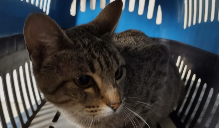 Ajuda com Exames  Abrigo de Gata Prenha Resgatada