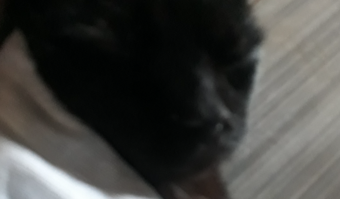 Vamos salvar a amora