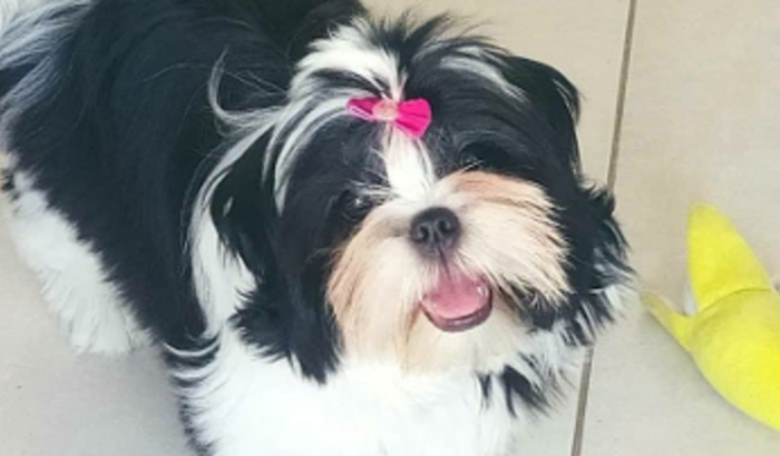 Ressonância Magnética para a Jujuba