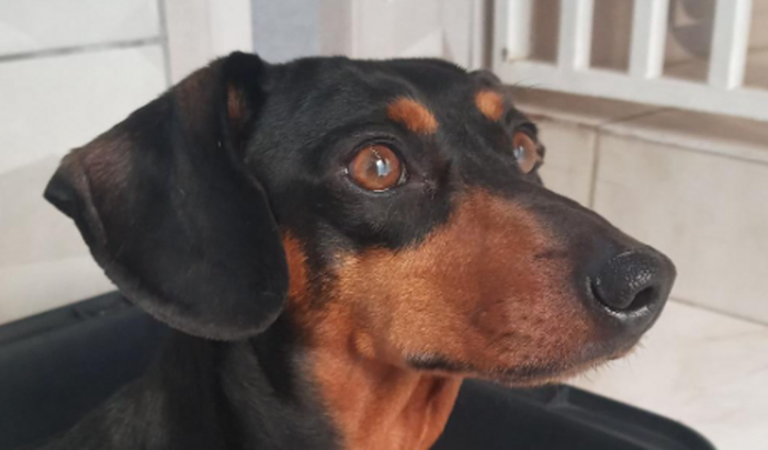 TRATAMENTO DA NIKITA