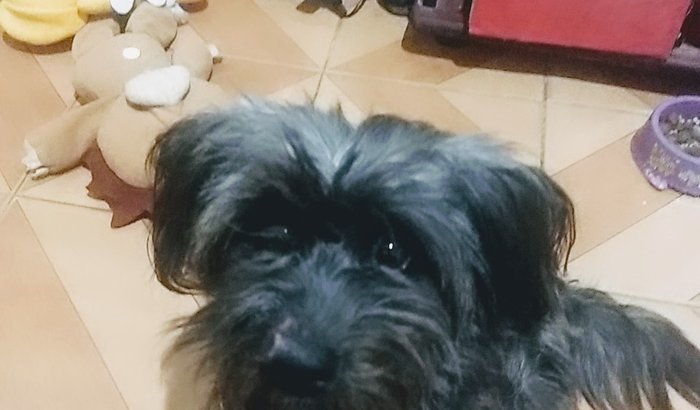 Salve a Heylin