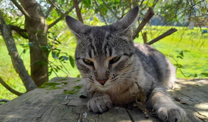 Ajuda com despesas clínicas e ração urinary do meu gatinho!