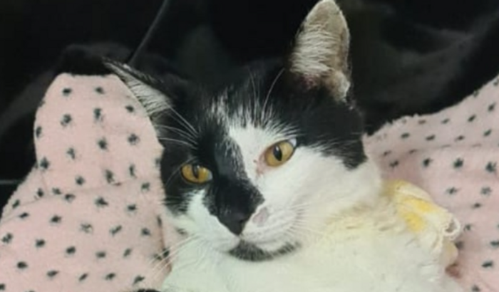 Ajude o Zico a voltar a andar. 