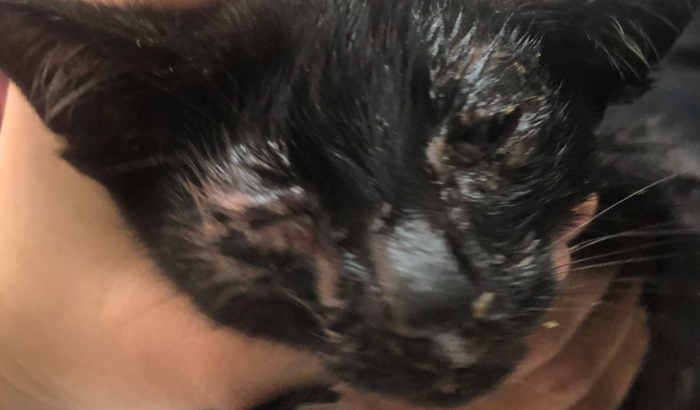 Ajudar os gatinhos abandonados com doações ou lar, precisam fazer exames e tomar medicações, telefone 11970792395