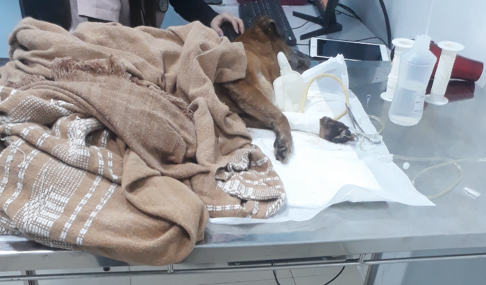 Me ajudem a salvar meu pequeno filho