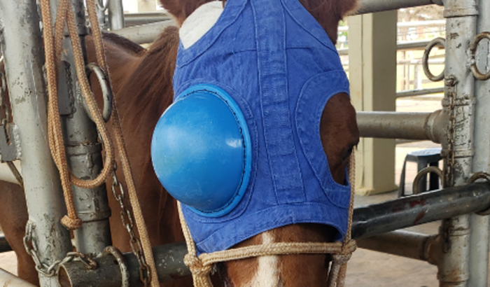 Cirurgia da égua Micau