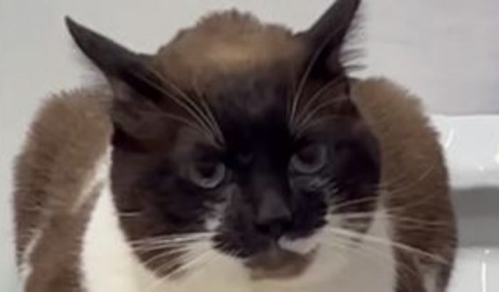 Precisamos de ajuda com o Gin