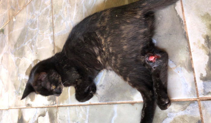 Cirurgia da Pretinha