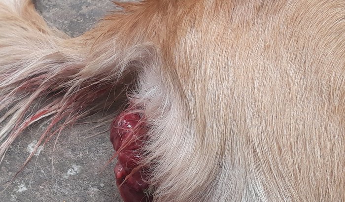 Cirurgia para retirada de tumor nas partes genitarias da cadelinha