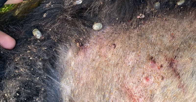 imagem da vaquinha Ajuda para tratar cão abandonado na rua