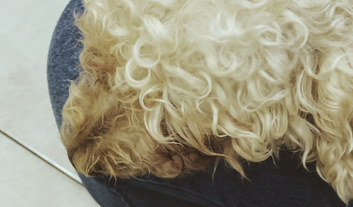 CIRURGIA DO BOB FEMUR 