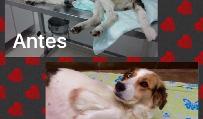 Cadeira de rodas para a cachorrinha Princesa