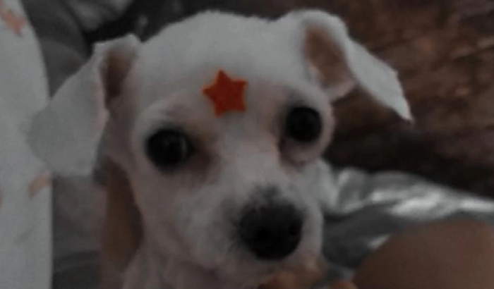 Ajudem a Belinha 