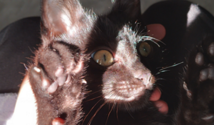 Me ajude a não me separar dos meus pais.