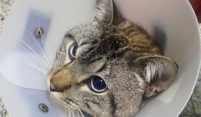 Ajuda para internação e cirurgia do Maurício