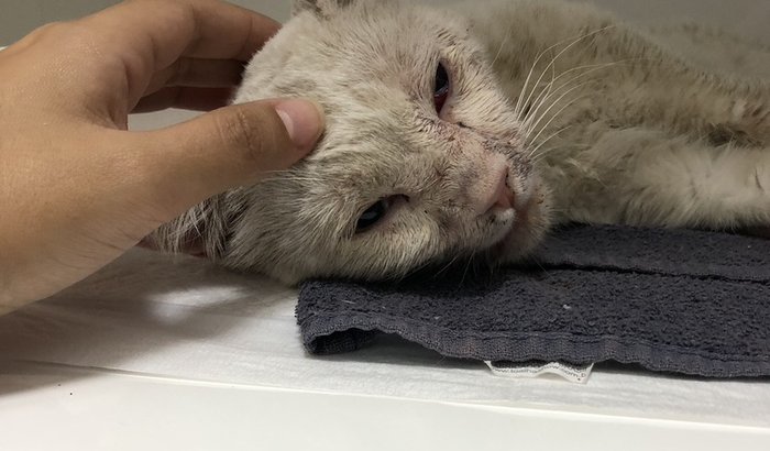 Uma ajuda para internação e cirurgia do Miguelito