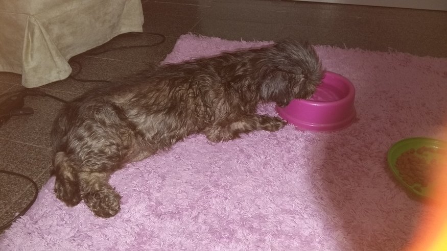 imagem da vaquinha Cachorrinha de rua atropelada. Quebrou bacia e patas