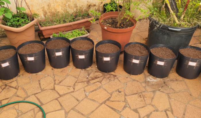 Vote no vaso vencedor (Cucktales only)