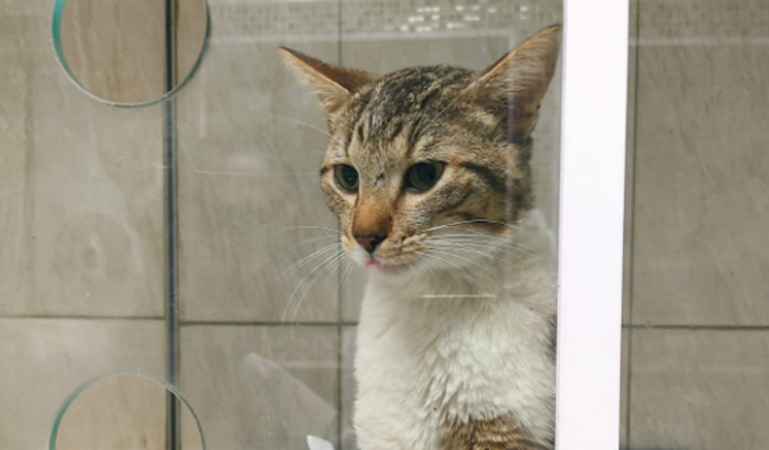 Despesa com gatinho abandonado