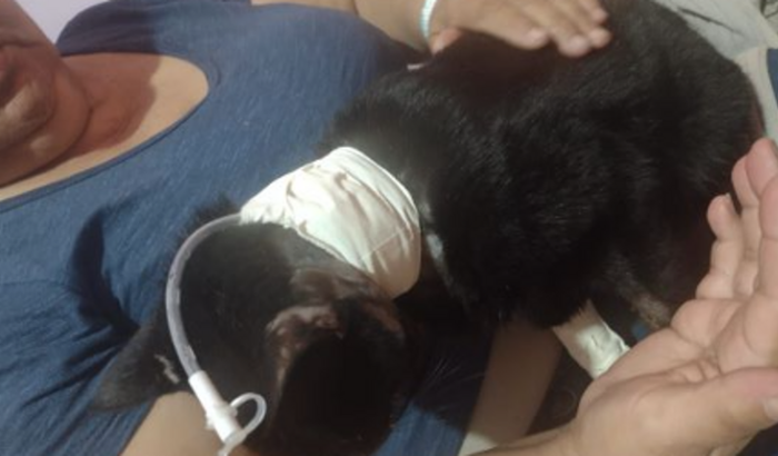 Gato Vitor resgatado  Cirurgia Mandíbula Quebrada
