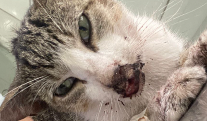 Ajude a Rowena fazer a cirurgia na mandíbula