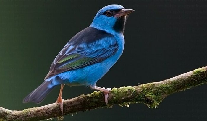 Grupo purumã perdi essa ajuda para comprar camisario bolas e paga inscrição do time do grupo! shava shava 