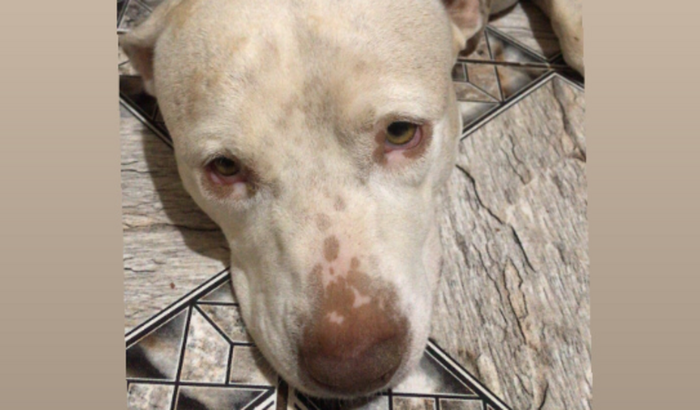 Somos todos pela Athena