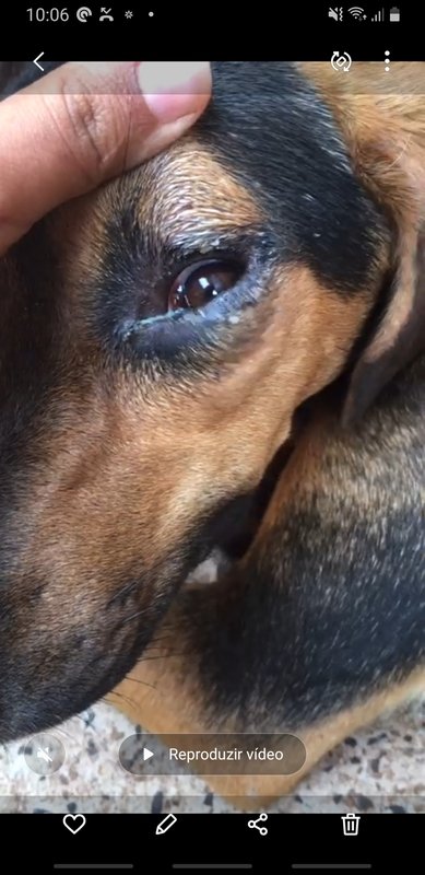 Cachorrinha doente 