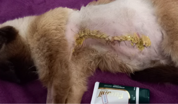 Tratamento de Quimioterapia  da Gata Maria 