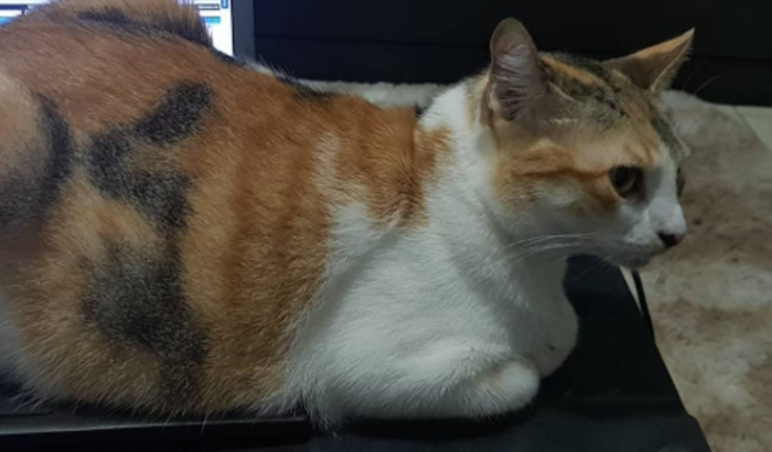 Ajuda para a Mia - Gatinha da Clarinha