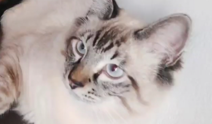 AJUDA PARA CIRURGIA DO GATINHO PEACH