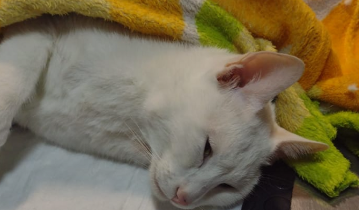 Floquinho precisa de ajuda