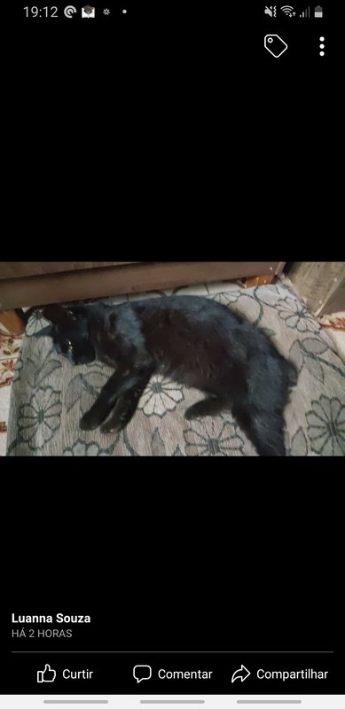 Gata gravemente doente 