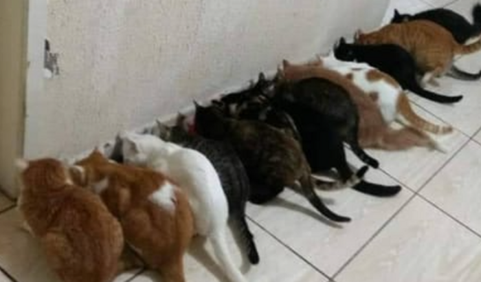 Ajude nossos gatinhos 😍