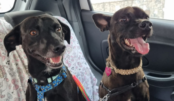 Ajuda para remedios de pulgas e carrapatos