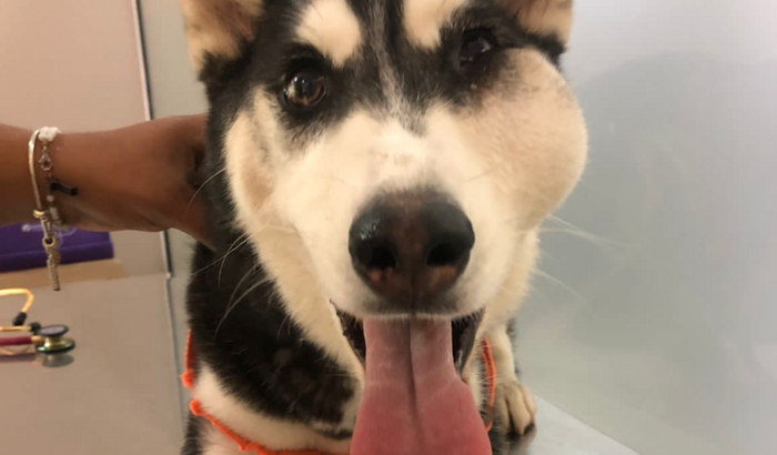 Ajuda para diagnóstico e tratamento SUZY