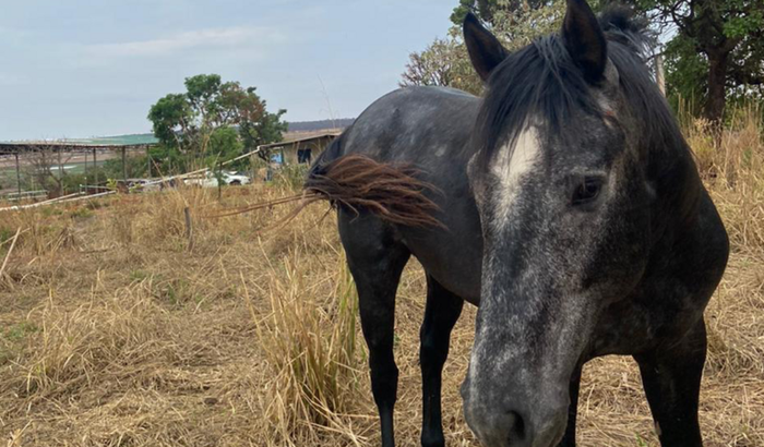 CIRURGIA DE URGÊNCIA 