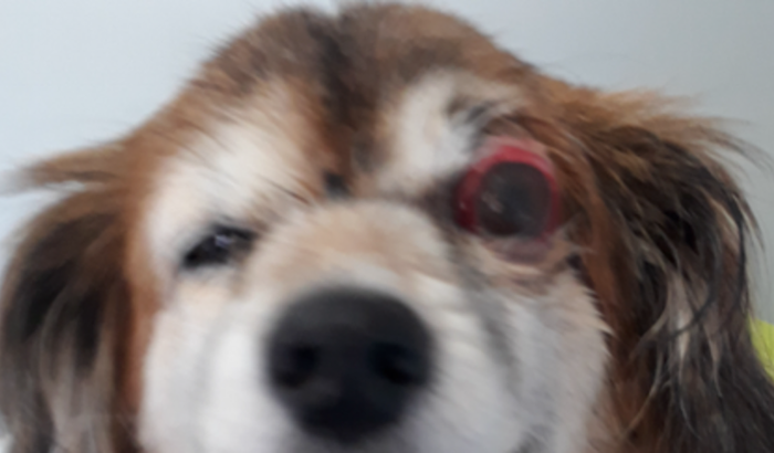 Yoko precisa de ajuda