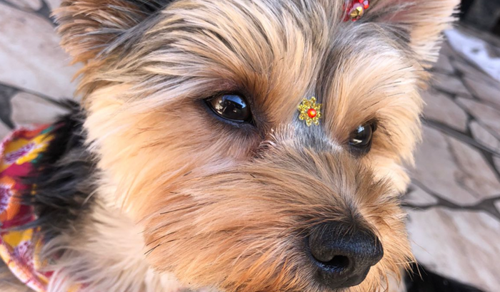 Ajude a cirurgia da Jujuba