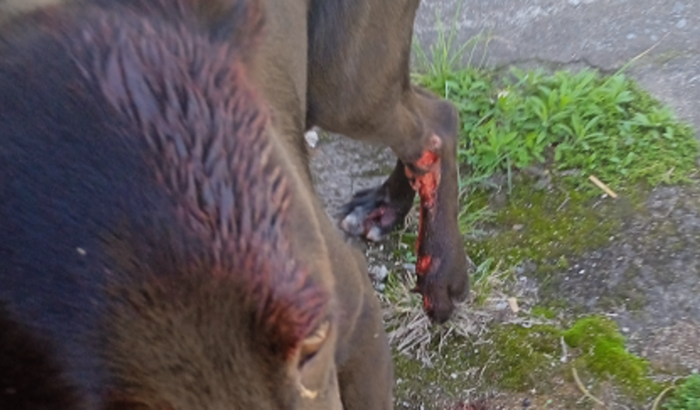 Cachorrinha de rua precisa de ajuda.